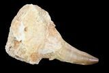 Fossil Mosasaur (Prognathodon) Jaw Section With Tooth - Morocco #116977-1